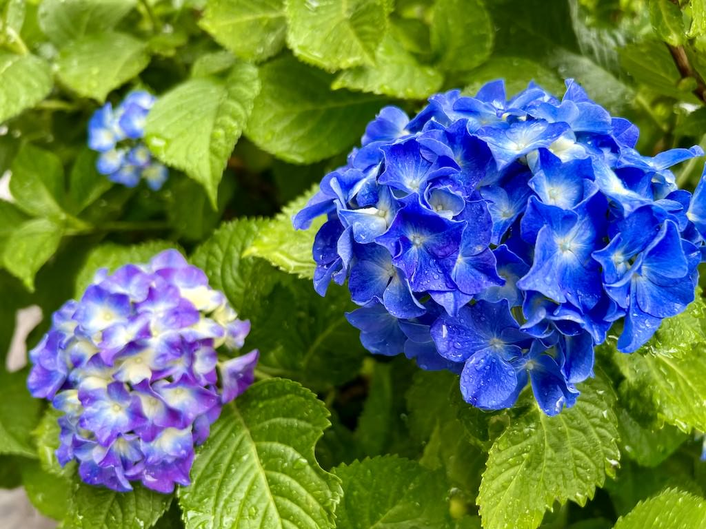 紫陽花 紫陽花 紫陽花 | 浅見実花